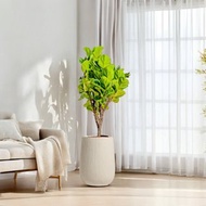 多枝小葉琴葉榕水泥盆栽 大盆栽 直條湛白圓盆 落地盆栽禮
