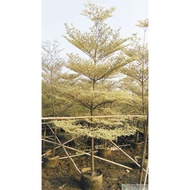VARIEGATED AFRICAN TALISAY 1-2 FEET