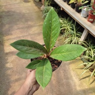 Anthurium jemani / Anturium jamani