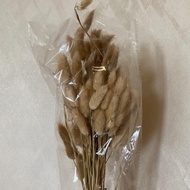 lagurus ( 1 tangkai) - bunny tails - lagurus murah - dried flower