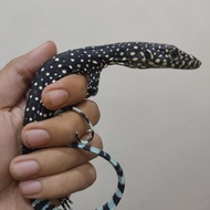 varanus doreanus.