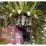 Pokok Daun Semun/Paku Langsuir