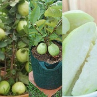 2 X ANAK POKOK JAMBU BATU SEEDLESS HYBRID Buah Buahan Fruits Live Plant [WEST MALAYSIA ONLY]