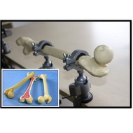 Stock Bone Simulation Model Model R010117 Human Body Bone IYE7