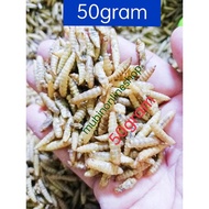 Makanan channa Dried Black Soldier Fly Larvae - Food for arowana, channa, other fish, birds, reptiles,hight protein