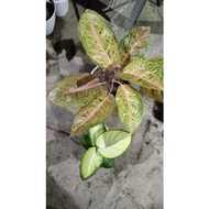 aglaonema bigroy, diven tisu harmoni widpwu 3488yp