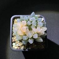 多肉植物 十二卷 霓虹燈