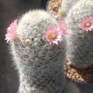 🌵💥แมมเม็ดพริก ดอกสีชมพู🌵💥 Mammillaria prolifera hybrid ขนาด 3 ซม. ต้นกระบองเพชร  ต้นแคคตัส  (แคคตัส กระบองเพชร)