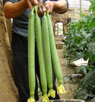 泰國絲瓜種子 種籽玉龍絲瓜種子 種籽耐寒抗熱絲瓜籽早熟高產春秋播蔬菜種子 種籽
