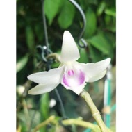 Xả hết----- hoa phong lan - 5ct quảng bình