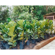 6.6 salesREADY STOCK  Pokok Hidup Fiddle Fig (Ficus Iyrata) Dalam Polybag Indoor Plant/Real Plant by