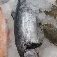 Fresh Frozen Dua Pan Steak Cut 200-300g