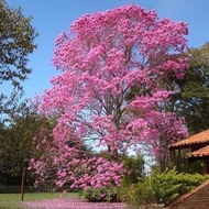 Anak Pokok Bunga Tabebuia Rosea a.k.a Bunga Sakura Malaysia