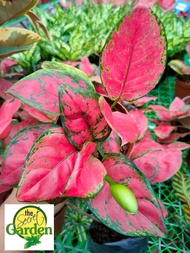 Aglaonema Red Apple with FREE plastic pot and garden soil (plant for indoor and limited stock only) 
