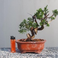 系魚川真柏迷你盆栽 松柏盆景 糸魚川真柏 細魚川迷你盆栽 系魚川