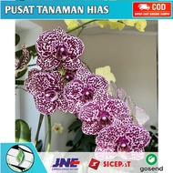 Seedling Anggrek Dendrobium / Bunga Anggrek Hidup/ Tanaman Hias Hidup