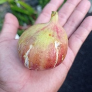 Pokok tin Super Jumbo / Variety Super Jumbo