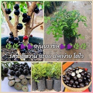 องุ่นบราซิล🍇🍇🌿🌿ต้นสวย รสชาติหวาน อร่อย ปลูกง่าย โตไว(ปลูก3-4ปีติดผล) ปลูกในประเทศไทยได้ค่ะ มีสรรพคุณทางย า ช่วยแก้ท้องเสี ย เหมาะเป็นไม้เศรษฐกิจตัวใหม่