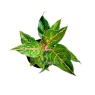 tanaman hias aglonema butterfly - aglaonema butterfly rumpun 