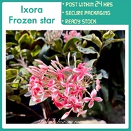 PBN - Ixora frozen star - daun batik variegated leaves outdoor plant Pokok bunga nursery garden live