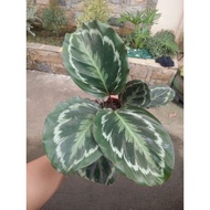 calathea medallion, ilustris,Dottie,white fusion, gecko, beauty star( all actual pictures)