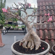 Bonsai Adenium RCN