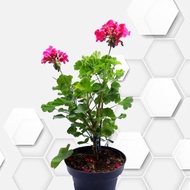 tanaman hias geranium