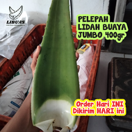 PELEPAH LIDAH BUAYA JUMBO 400gr Pontianak Grade C