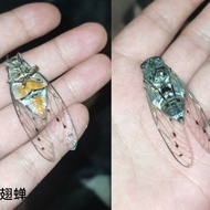 Cicada Specimen, Cloud Transparent Wings Cicada, Real Insect Specimen.