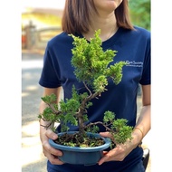 GPS Green Plant Society Japanese Juniper Bonsai 日本真柏盆栽