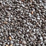 Basil seeds 100 gr basil basil