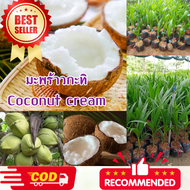 ต้นมะพร้าวกะทิ [COCONUT CREAM] ต้นกล้าคุณภาพต้นแข็งแรง เนื้อมะพร้าว หอม มัน ดีต่อสุขภาพมาก ต้นกล้าสู