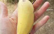 【高雄田寮 少見的有機芭蕉 6斤裝】滿滿膳食纖維 帶點微酸的Q軟口感 有別於香蕉