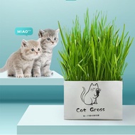 [SG Stock] Natural Organic Cat Grass Seed Planting Fast Growing Wheat grass Planting Set For Hairball Control 猫薄荷 猫草种子