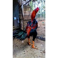 READY STOCK TELUR AYAM DARI BAKA THAILAND UNTUK PERLAWANAN