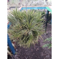 Airplant-T.ionantha fuego clump