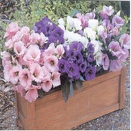 3x Eustoma Flower Seeds- LOCAL READY STOCKS