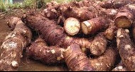 Umbi Talas Beneng Asli Kualitas Super 1kg