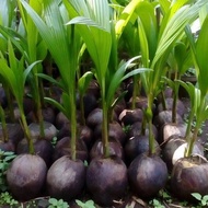 Bibit kelapa wulung / kelapa hijau wulung / kelapa ijo asli