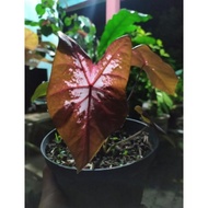 caladium julatreekoon tanaman hias hibrida thailand caladium red