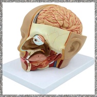 (PQAT) Human Head Anatomy Model Head Brain -Section Anatomy for Science Classroom Education Learning