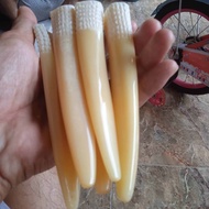 ONCE TARING DUYUNG KW 1 SUPER