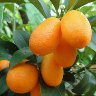 ready bibit jeruk nagami hasil okulasi pohon jeruk buah jeruk nagami