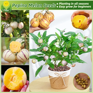 เมล็ดพันธุ์ โสมผลไม้ บรรจุ 20 เมล็ด Pepino Melon Seeds Ginseng Fruit Seeds for Planting ต้นผลไม้ บอนไซ เมล็ดบอนสี ต้นไม้ผลกินได้ ต้นไม้มงคล เมล็ดผลไม้ กล้วยด่าง บอลสี บอนสีหายาก บอนสี ไม้ประดับมงคล ปลูกง่าย คุณภาพดี ราคาถูก ของแท้ 100% การันตีอัตรางอก