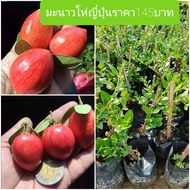 🍒🍅 มะม่วงหาวมะนาวโห่ญี่ปุ่น รสชาติหวานไม่ฝาด ต้นพันธุ์สูง 20-30 ซม. ปลูก 6 เดือน  มะม่วงหาวมะนาวโห่ญี่ปุ่น พันธุ์แคระ รสชาดหวานไม่เปรี้ยวกินง่ายอร่อยมาก ลักษณะผลมีทั้งผลกลมและก้นแหลมในต้นเดียวกัน ทรงพุ่มเตี้ย