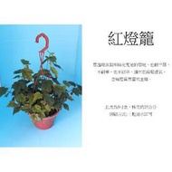 心栽花坊-紅燈籠，蔓性風鈴花吊盆/5吋/蔓性/藤本/藤蔓/售價120特價100