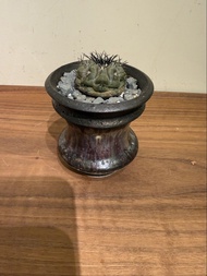 黑王丸