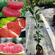 Anak Pokok Limau Bali Merah. POKOK HYBRID. isi merah. Limau Tambun. Limau Pomelo.