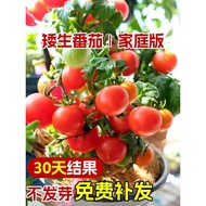 Dwarf Potted Small Tomato Seeds Strawberry Tomato Tomatoes Tomato Seeds Cherry Tomatoes Four Seasons