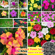 Mirabilis Jalapa Biji Benih 35-40pcs/pack Rare Colorful Four O'clock Flower Seeds for Planting 五彩紫茉莉 Benih Bunga Balcony Potted Flower Plant Bonsai Ornamental Plants Flowering Plants Seeds Air Purifying Real Plant Orchid Live Plants for Sale Vegetable